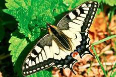 Key West Butterfly and Nature Conservatory cruise excursion